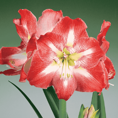 Hippeastrum - Amarylis Minerva.png