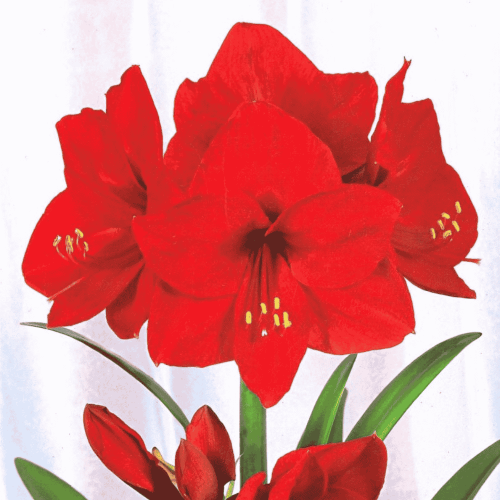 Amarylis Red Lion.png