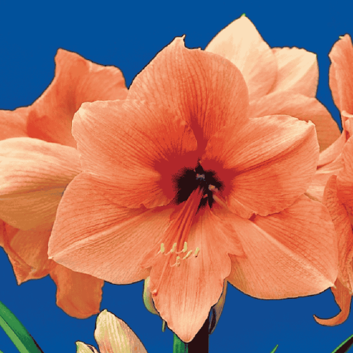 Hippeastrum - Amarylis Rilona.png