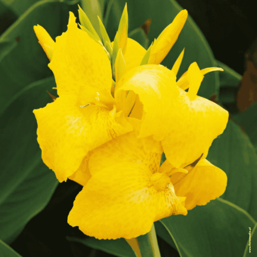 Canna - ŻÓŁTA.png