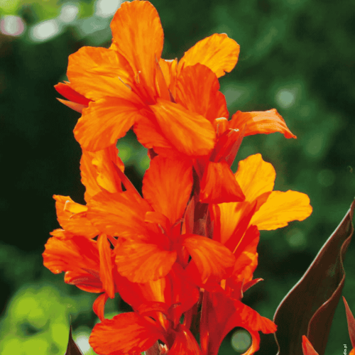 Canna - POMARAŃCZOWA.png