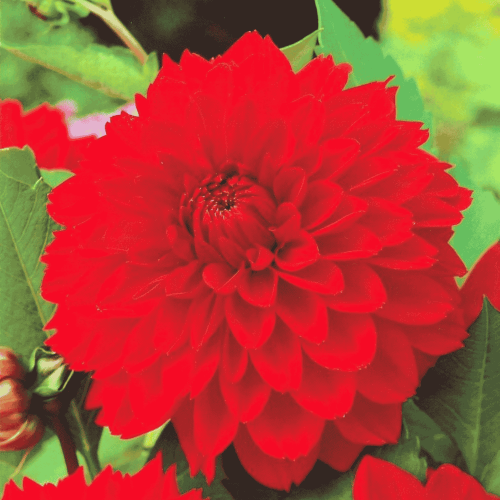 Dalia dekoracyjna czerwona.png