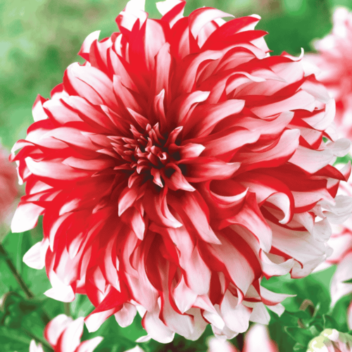 Dalia dekoracyjna - SANTA CLAUS_page-0001.png