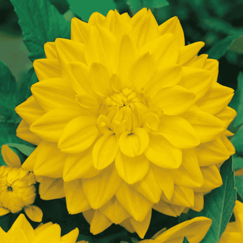 Dalia dekoracyjna - ŻÓŁTA-1.png