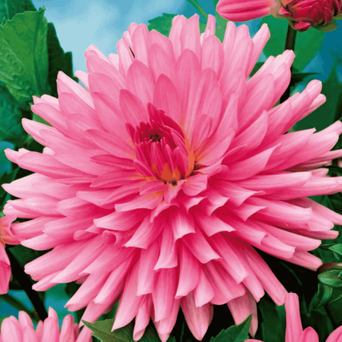 Dalia kaktusowa - RÓŻOWA-1.png