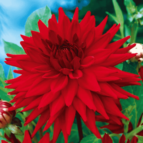 Dalia kaktusowa - CZERWONA-1.png