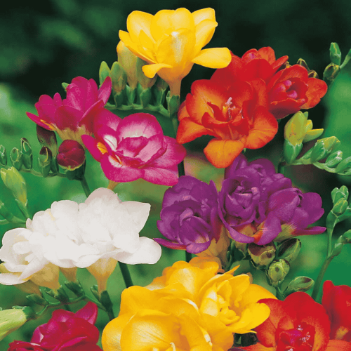 FRESSSIA DOUBLE - FREZJA PEŁNA MIX-1.png