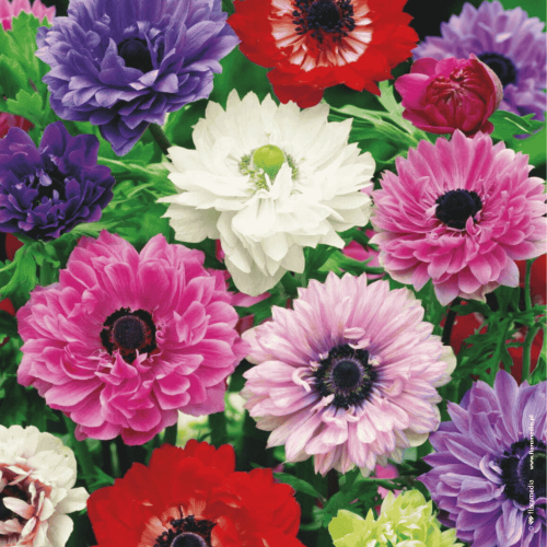 Anemone St Brigid - zawilec mieszanka-1.png