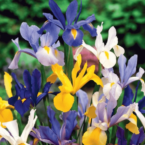 Irys holenderski HOLLANDICA MIX.png