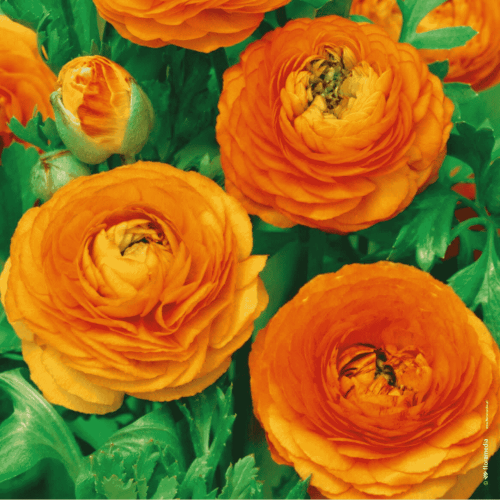 RANUNCULUS - JASKIER POMARAŃCZOWY.png