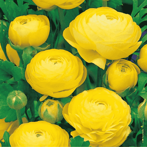 RANUNCULUS - JASKIER ŻÓŁTY-1.png