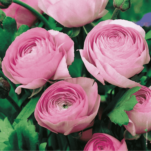 RANUNCULUS - JASKIER RÓŻOWY.png