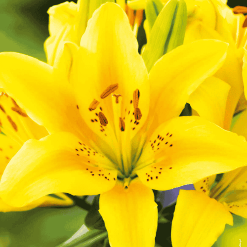 Lilia azjatycka - Menorca-1.png