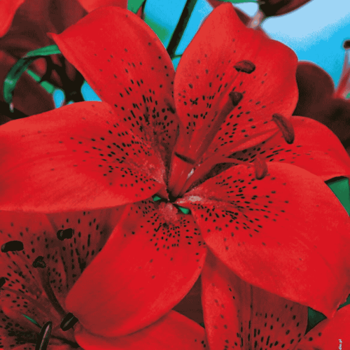 Lilia azjatycka - Diabora-1.png