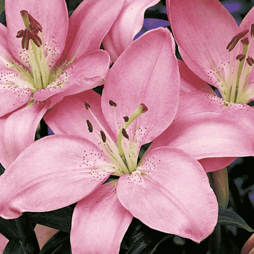 Lilia azjatycka - Vivaldi-1.png