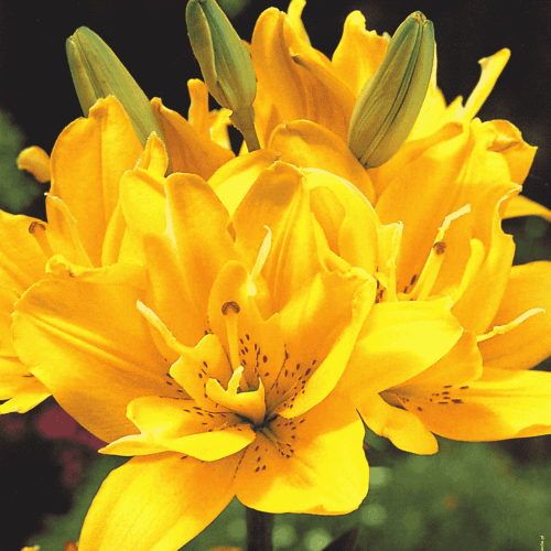 LILIA FATA MORGANA.png