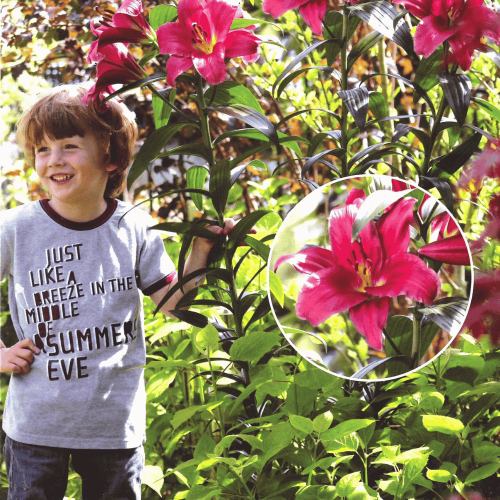 LILIA PURPLE PRINCE.png