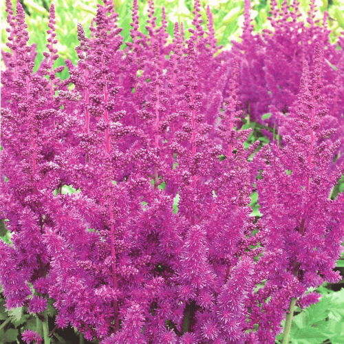 TAWUŁKA NIEBIESKA.png