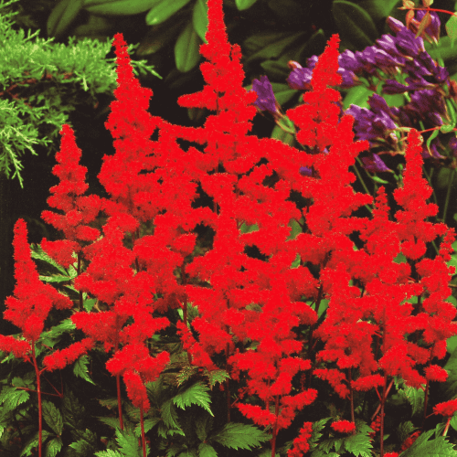 TAWUŁKA ELSE SCHLUCK.png