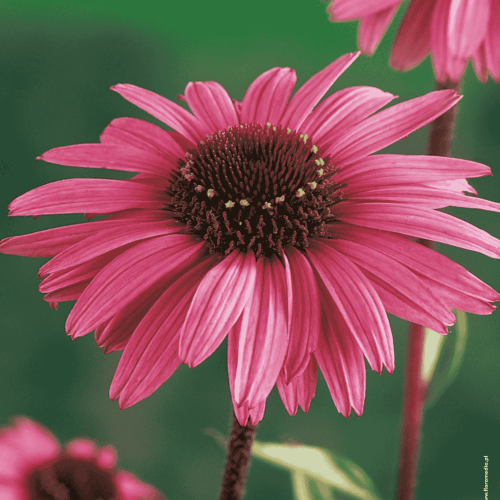 Echinacea - JEŻÓWKA PURPUREA.png