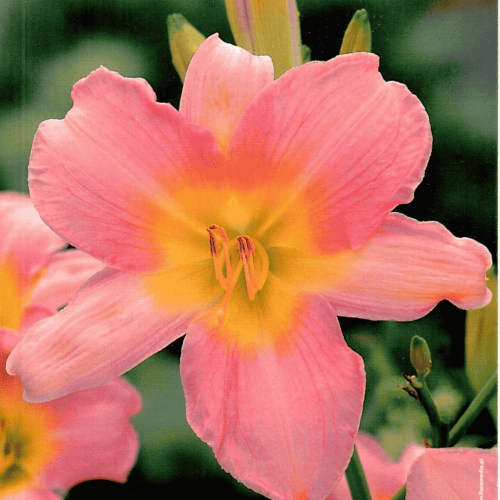 LILIOWIEC CATHERINE WOODBERY.png