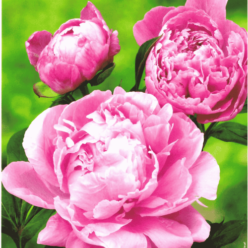 Piwonia Dr Alex Flamming.png