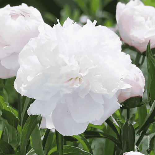 Paeonia - SHIRLEY TEMPLE.png