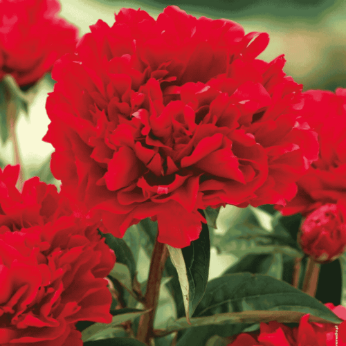 Paeonia - FELIX CROUSE-1.png