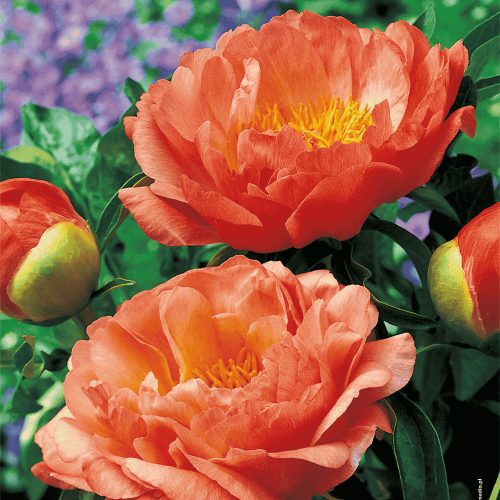 Paeonia - CORAL SUNSET.png