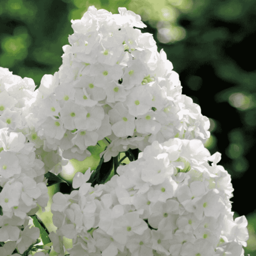 PHLOX - PŁOMYK WIECHOWATY BIAŁY-1.png