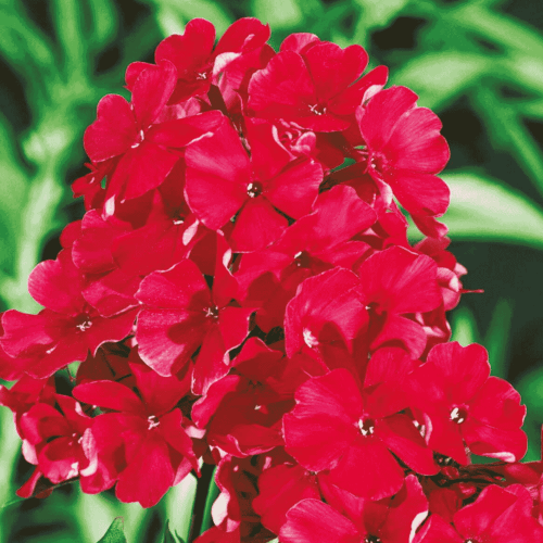 PHLOX - PŁOMYK WIECHOWATY CZERWONY-1.png