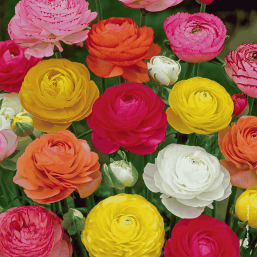 RANUNCULUS - JASKIER MIX.png