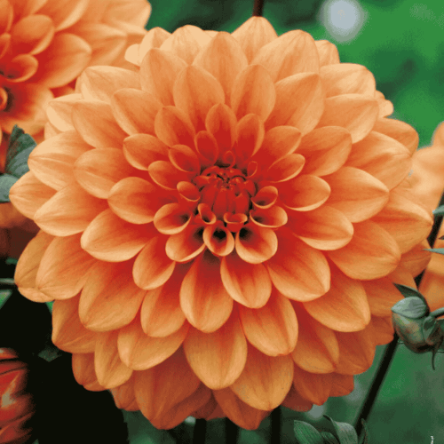 Dalia dekoracyjna - POMARAŃCZOWA-1.png