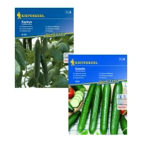 Zestaw ogórków szklarniowych bez goryczy Saladin F1 + Euphya F1 – nasiona Kiepenkerl.webp