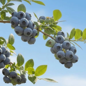 Borówka amerykańska Bluecrop – 30-40 cm – duże słodkie owoce – Botana