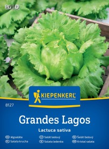 Sałata Lodowa 'Great Lakes' – Nasiona – Kiepenkerl