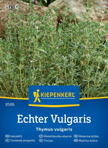 Tymianek pospolity przód.jpg