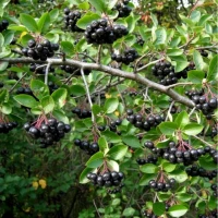 Aronia czarna 1.jpg