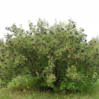 Aronia czarna 2.jpg