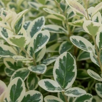 Trzmielina Fortune'a Emerald Gaiety 3.jpg