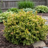 Trzmielina Fortune'a Emerald'n Gold 1.jpg