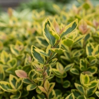 Trzmielina Fortune'a Emerald'n Gold 2.jpg