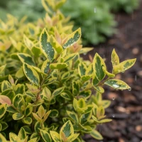 Trzmielina Fortune'a Emerald'n Gold 3.jpg