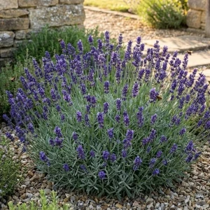 Lawenda wąskolistna Hidcote – 20-25 cm – intensywnie fioletowe kwiaty – Botana