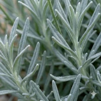 Lawenda Wąskolistna Hidcote 2.jpg