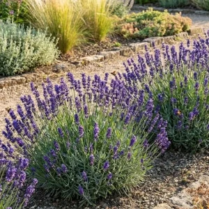 Lawenda wąskolistna Hidcote Blue – 20-25 cm – pachnące niebieskie kwiaty – Botana