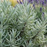 Lawenda Wąskolistna Hidcote Blue 2.jpg