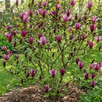 Magnolia Susan 1.jpg