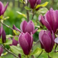 Magnolia Susan 2.jpg
