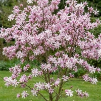 Magnolia Loebnera Leonard Messel 1.jpg